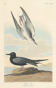 Schwarze Seeschwalbe von Robert Havell after John James Audubon