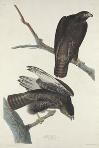 Schwarzer Krieger