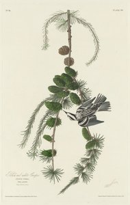 Schwarz-Weiß-Baumläufer von Robert Havell after John James Audubon