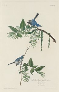 Blaugrauer Fliegenschnäpper