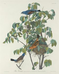 Blauammer von Robert Havell after John James Audubon