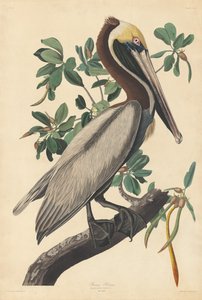 Braunpelikan von Robert Havell after John James Audubon
