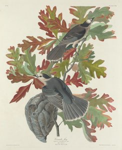 Kanadahäher von Robert Havell after John James Audubon