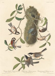 Kastanienmeise, Schwarzmeise und Kastanienkronenmeise von Robert Havell after John James Audubon
