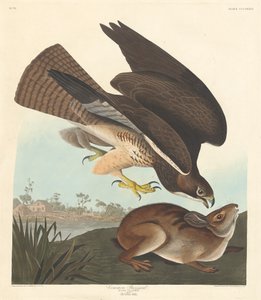 Mäusebussard von Robert Havell after John James Audubon