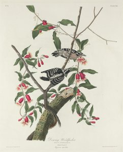 Flaumiger Specht von Robert Havell after John James Audubon