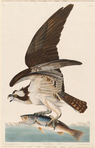 Fischadler von Robert Havell after John James Audubon