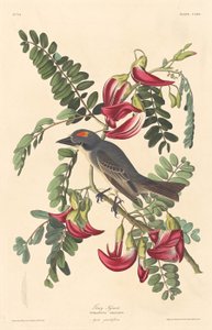 Grauer Tyrann von Robert Havell after John James Audubon