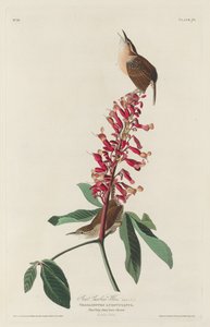 Großer Carolina-Zaunkönig von Robert Havell after John James Audubon
