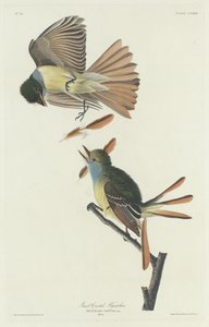 Großer Kappenschnäpper von Robert Havell after John James Audubon
