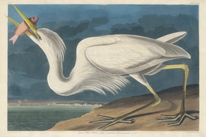 Großer Weißer Reiher von Robert Havell after John James Audubon