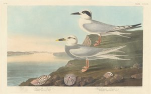 Havells Seeschwalbe und Trudeaus Seeschwalbe von Robert Havell after John James Audubon