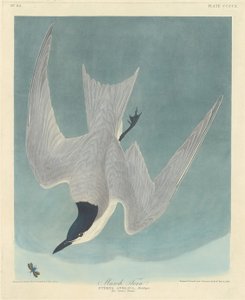 Sumpfseeschwalbe von Robert Havell after John James Audubon
