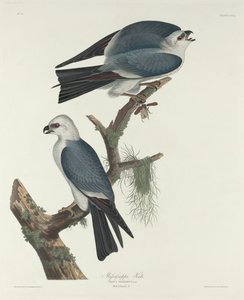 Mississippi-Weihe
