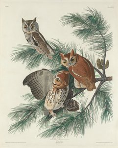 Gefleckte Eule