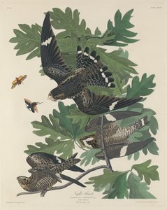 Nachthabicht von Robert Havell after John James Audubon