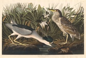 Nachtreiher oder Qua-Vogel von Robert Havell after John James Audubon
