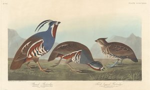 Gefiederte Rebhuhn und Dickbein-Rebhuhn von Robert Havell after John James Audubon