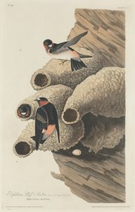 Republikanische Klippenschwalbe von Robert Havell after John James Audubon