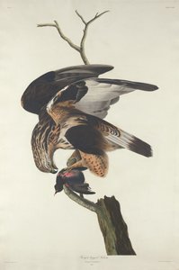 Raufußbussard