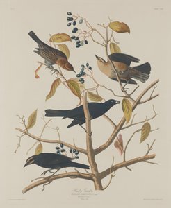 Rostiger Grakle von Robert Havell after John James Audubon