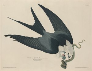 Schwalbenschwanzweih von Robert Havell after John James Audubon
