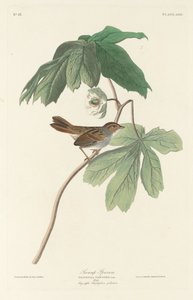 Sumpfspatz