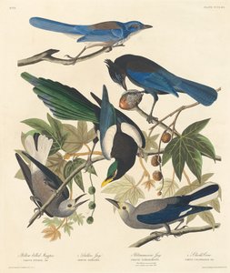 Gelbschnabel-Elster, Stellers Häher, Ultramarin-Häher und Clarks Krähe von Robert Havell after John James Audubon