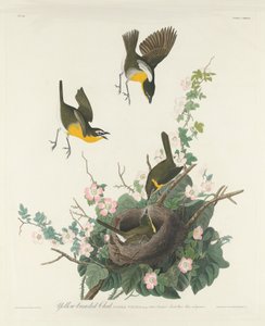 Gelbbrust-Waldsänger von Robert Havell after John James Audubon