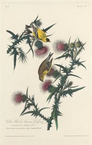 Gelber Vogel oder Amerikanischer Stieglitz von Robert Havell after John James Audubon