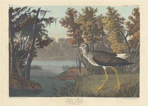 Gelbschenkel von Robert Havell after John James Audubon