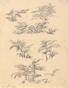 Studie von Farn