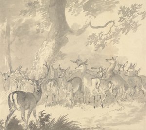 Studie eines Hirsches: Hirsch im Vordergrund mit einer Gruppe von Hirschkühen und Kälbern unter einem Baum von Robert Hills