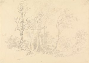 Studie eines Stechpalmenbaums von Robert Hills