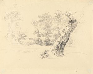 Baumstudie