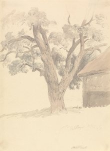 Walnussbaum von Robert Hills