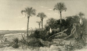An der Küste Floridas, 1872