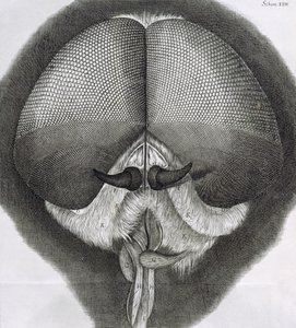 Graue Drohnenfliege, Beobachtung XXXIX aus Hookes Micrographia, 1664