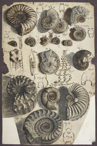 Schlangensteine (Ammoniten) von Robert Hooke