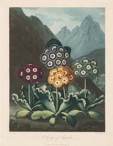 Der Tempel der Flora, oder Garten der Natur: Eine Gruppe von Aurikeln
