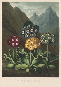 Der Tempel der Flora oder Garten der Natur: Eine Gruppe von Aurikeln, 1803