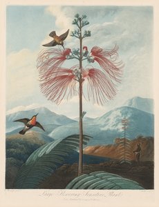 Der Tempel der Flora oder Garten der Natur: Große blühende empfindliche Pflanze
