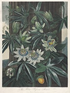 Der Tempel der Flora oder Garten der Natur: Die blaue Passionsblume von Robert John Thornton