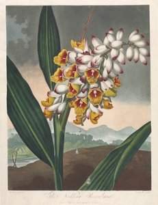 Der Tempel der Flora oder Garten der Natur: Die Nickende Renealmia von Robert John Thornton