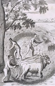 Die Art, ihren Reis zu stampfen, aus An Historical Relation of the Island Ceylon, veröffentlicht 1681 (Gravur) von Robert Knox