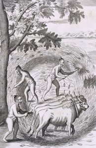 Die Art, ihren Reis zu dreschen von Robert Knox