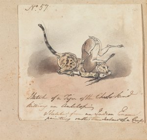 Ein Gepard tötet eine Antilope