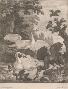 Wasservögel