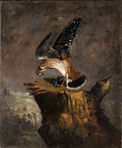 Geier und seine Beute