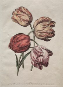 Acht schöne Gruppen natürlicher Blumen in Umrissen von de la Cour: Tulpen, ca. 1770